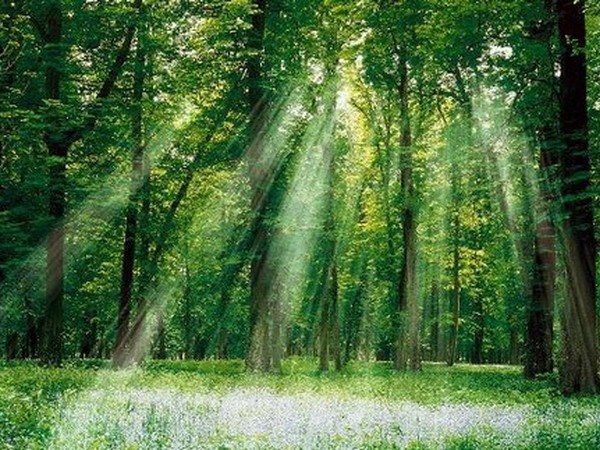ASEAN, RoK agree to strengthen forestry cooperation